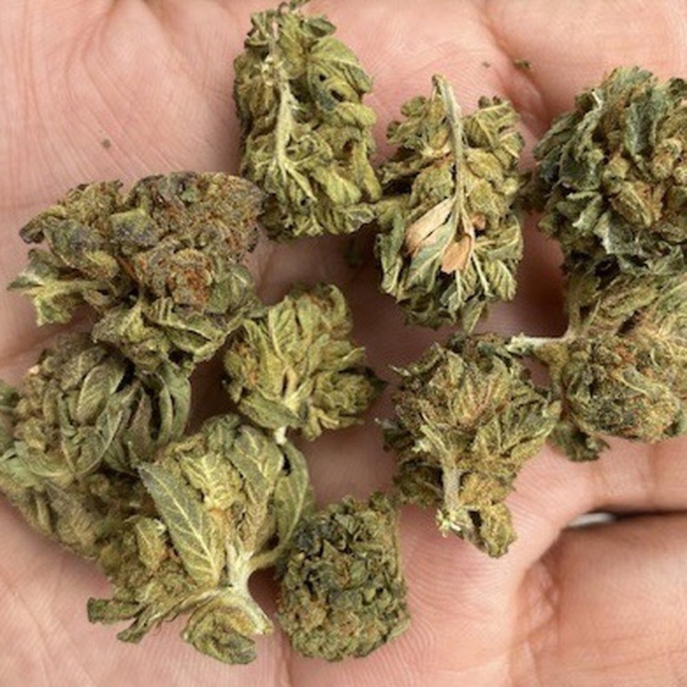 Kush Boys Sativa w/ Brown Leaves and Untrimmed Sugar Leaves Kush Boys Sativa w/ Brown Leaves and Untrimmed Sugar Leaves
