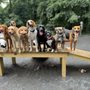 Vienna Dog Park