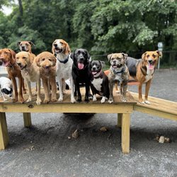 Vienna Dog Park