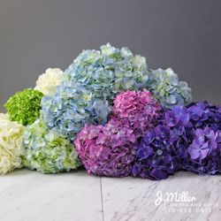 J. Miller Flowers and Gifts - Hydrangeas