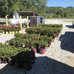 Starting Gardens - Encore Azaleas