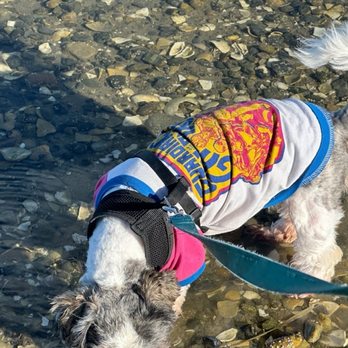 Constitution Beach - A small dog in a multicolored jacket is exploring a rocky shoreline by water, with a leash attached. - Parks Near Me - Boston, Massachusetts