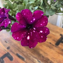 Aspen Hollow Nursery
