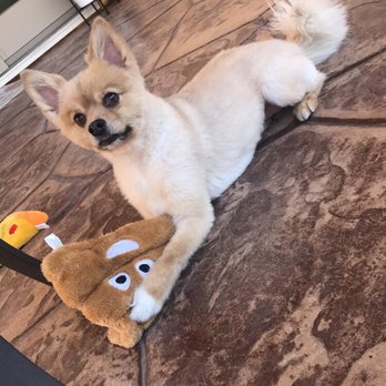 Angelica's Pet Grooming - Pet Groomers Near Me - Lakeside, California