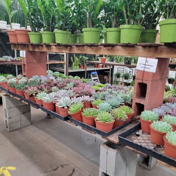 Rudy's Plants - Nurseries & Gardening Near Me - Los Angeles, California Rudy's Plants - Nurseries & Gardening Near Me - Los Angeles, California