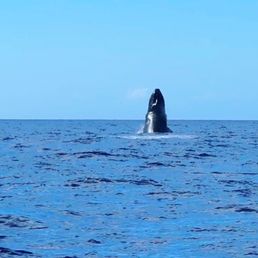 Humpback whale Humpback whale