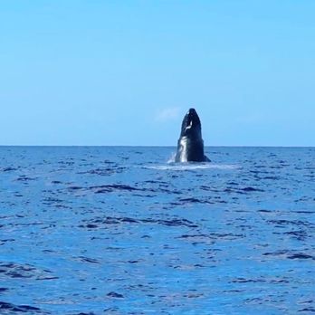 Alii Ocean Tours - Humpback whale - Boat Charters Near Me - Kailua-Kona, Hawaii Alii Ocean Tours - Humpback whale - Boat Charters Near Me - Kailua-Kona, Hawaii