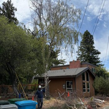 Mayan Climber - Tree Services Near Me Mayan Climber - Tree Services Near Me