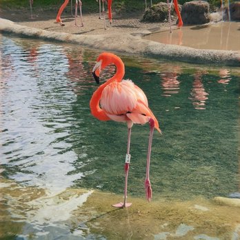 Zoo Miami - Flamingo Pond - Zoos Near Me - Miami, Florida Zoo Miami - Flamingo Pond - Zoos Near Me - Miami, Florida