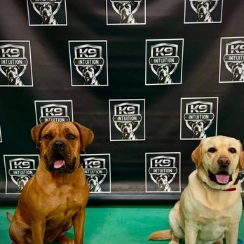 K9 Intuition Dog Training - Another K-9 Intuition success story - Pet Training Near Me - Acton, California K9 Intuition Dog Training - Another K-9 Intuition success story - Pet Training Near Me - Acton, California