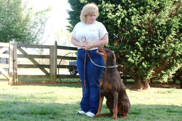 Victory K-9 Training Image