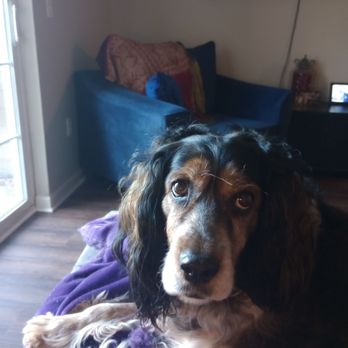 Bellevue Pampered Pet Spa - Pet Sitting Near Me - Bellevue, Nebraska