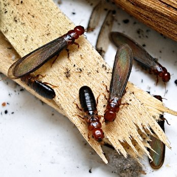 Nixtermite - Drywood termite swarmers. They may look like ants but they are not. - Pest Control Near Me - Bonita, California Nixtermite - Drywood termite swarmers. They may look like ants but they are not. - Pest Control Near Me - Bonita, California