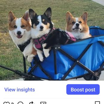 Pawsh Palace - Pet Boarding Near Me - Las Vegas, Nevada Pawsh Palace - Pet Boarding Near Me - Las Vegas, Nevada