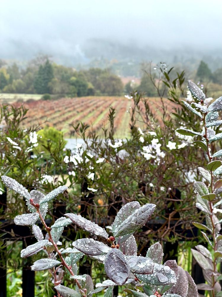 Capo Creek Winery - vineyard in Healdsburg, CA