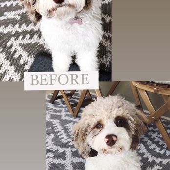 Pampered Paw's Pet Grooming - Puppy cut - Pet Groomers Near Me - Southaven, Mississippi Pampered Paw's Pet Grooming - Puppy cut - Pet Groomers Near Me - Southaven, Mississippi