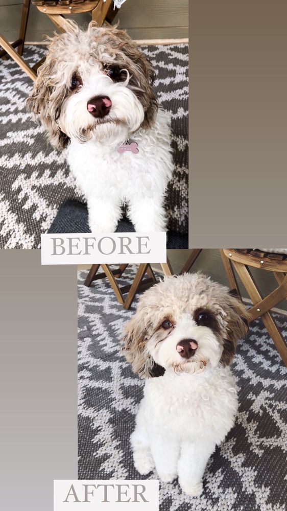 PAMPERED PAW’S PET GROOMING Updated June 2024 21 Photos & 13