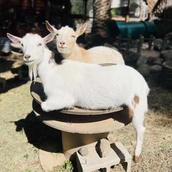 Sunshine Animal Hospital - Major and Sarge behind him. Happy boys! - Veterinarians Near Me - Poway, California