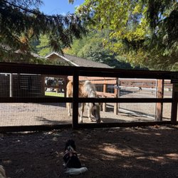 Farrel-McWhirter Farm Park - Yuki & a horse