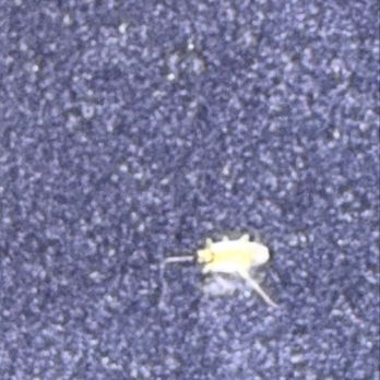 Florida Pest Control - Bed bug?? On my air mattress, I threw everything out.  Every furniture - Pest Control Near Me - Tampa, Florida