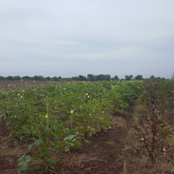 Loam Agronomics - CSA Near Me - Richmond, Texas Loam Agronomics - CSA Near Me - Richmond, Texas