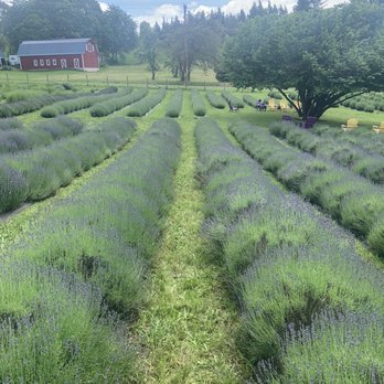 Bates Lavender Farm - Lavender - Cosmetics & Beauty Supply Near Me - Corbett, Oregon Bates Lavender Farm - Lavender - Cosmetics & Beauty Supply Near Me - Corbett, Oregon