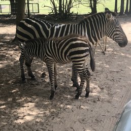 Animals Animals