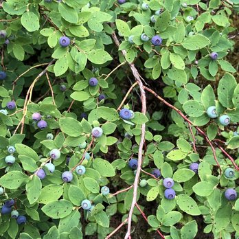 Packer Expeditions - Ripe blueberries. - Tours Near Me - Skagway, Alaska Packer Expeditions - Ripe blueberries. - Tours Near Me - Skagway, Alaska
