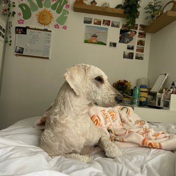 Posh Pooch - dog - Pet Groomers Near Me - Seal Beach, California