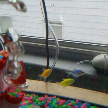 PetSmart - Glo fish - Pet Training Near Me - Kearny, New Jersey PetSmart - Glo fish - Pet Training Near Me - Kearny, New Jersey