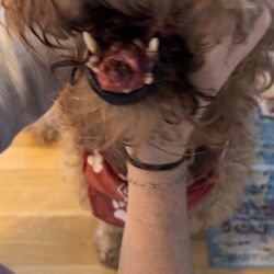 Hamilton Animal Care of the Lehigh Valley