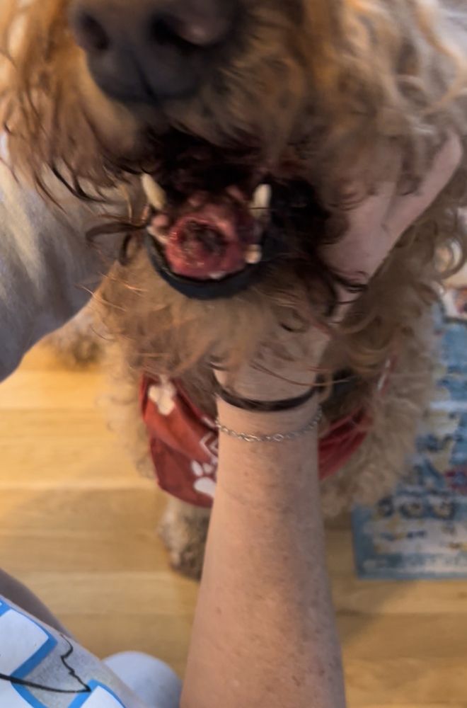 Hamilton Animal Care of the Lehigh Valley - pet boarding facility in Allentown, PA