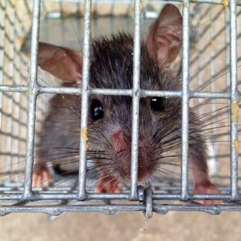 Omega Animal Removal & Insulation Services - Omega Animal Removal specializes in Rodent Control and Rat Removal. We also close all possible entry points and decontaminate your attic! - Pest Control Near Me - Austin, Texas Omega Animal Removal & Insulation Services - Omega Animal Removal specializes in Rodent Control and Rat Removal. We also close all possible entry points and decontaminate your attic! - Pest Control Near Me - Austin, Texas