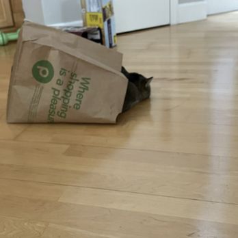 Publix - Cat sleeps in the bag. - Grocery Near Me - Celebration, Florida