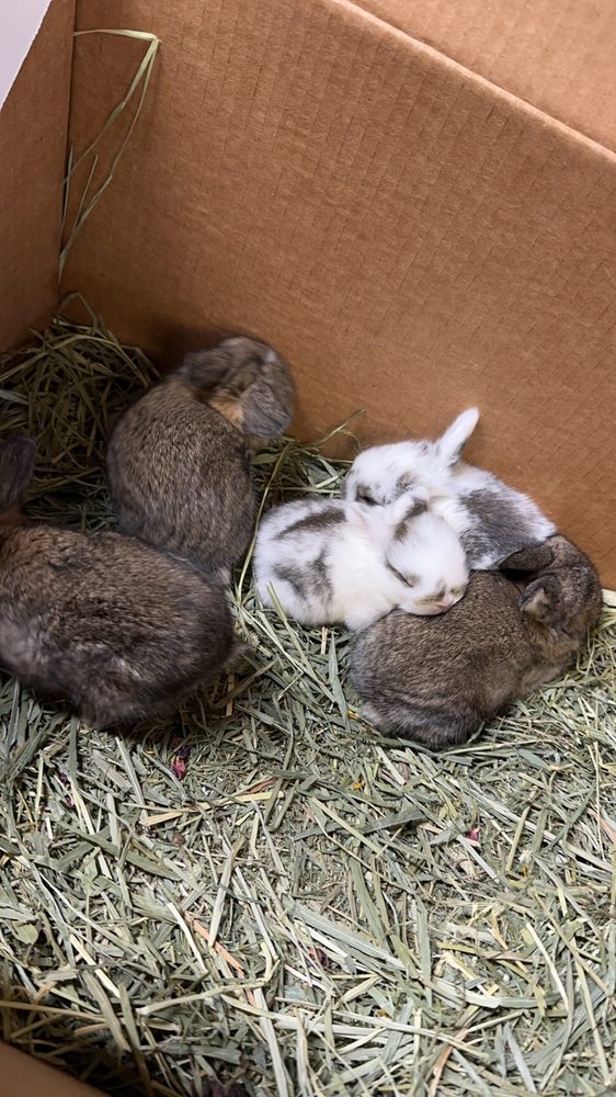 FLOPPY EAR FRENZY RABBITRY - Alice, Texas - Pet Breeders - Phone Number ...