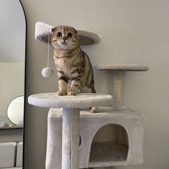 Lulu's Kittens Scottish Folds - Pet Breeders Near Me - Brisbane, California