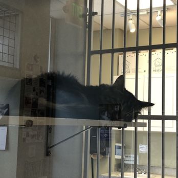 Seattle Area Feline Rescue - This sweet girl was cautiously curious about what I was doing. - Animal Shelters Near Me - Seattle, Washington Seattle Area Feline Rescue - This sweet girl was cautiously curious about what I was doing. - Animal Shelters Near Me - Seattle, Washington