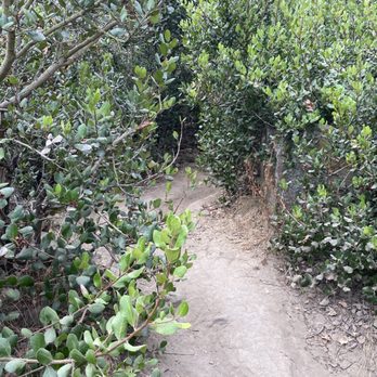 Calavera Lake - Some paths are narrow. This goes uphill and gets quite rocky. - Hiking Near Me - Carlsbad, California