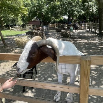 Queens Zoo - Goat - Zoos Near Me - Corona, New York