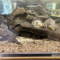Kochiya Pearls & Gems - Oysters