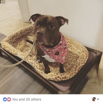 Paw N Hand K9 - Ale doing bed stays - Pet Training Near Me - Aumsville, Oregon