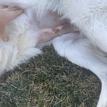 The Paw Mission - Clean and beautiful incision ! - Animal Shelters Near Me - Fontana, California The Paw Mission - Clean and beautiful incision ! - Animal Shelters Near Me - Fontana, California