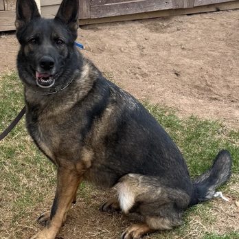 Blackwater K9 - Training facility outside work with our family pet - Pet Training Near Me - Conroe, Texas