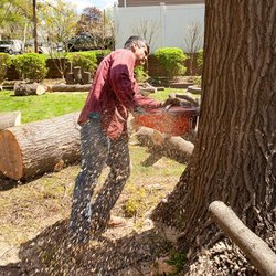 Levi's Tree Service