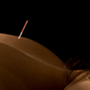 Photo of Domzalski Chiropractic