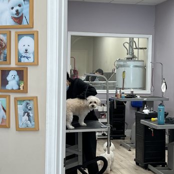 A+ Pet Grooming - Getting a nail trim! (June 2023) - Pet Groomers Near Me - West Covina, California A+ Pet Grooming - Getting a nail trim! (June 2023) - Pet Groomers Near Me - West Covina, California