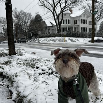 South Jersey Schnauzers - Duffy - Pet Breeders Near Me - Bridgeton, New Jersey South Jersey Schnauzers - Duffy - Pet Breeders Near Me - Bridgeton, New Jersey