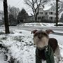 Photo of South Jersey Schnauzers