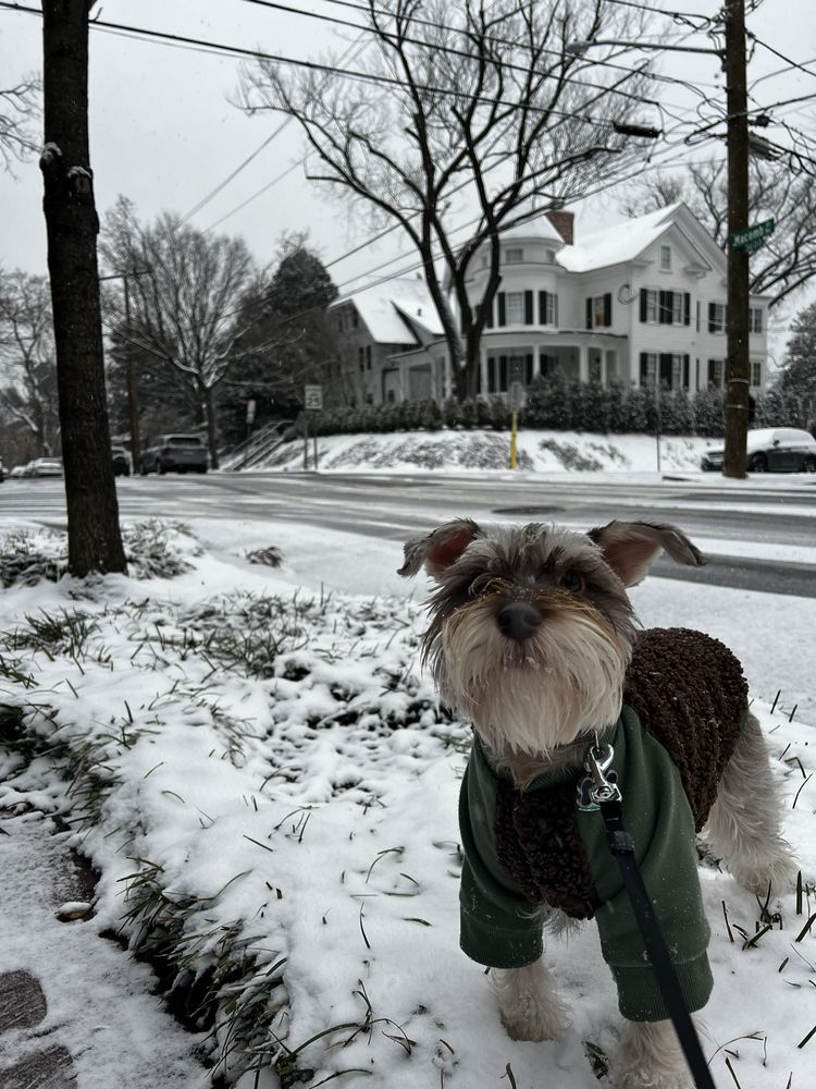 South Jersey Schnauzers Image