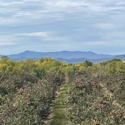 Charlotte Village Winery - View from patio